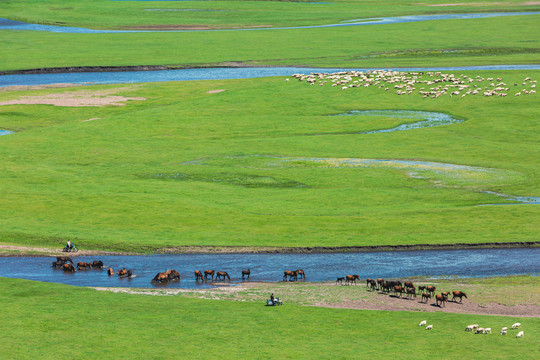 俯拍草原牧场马群羊群河流
