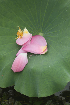 高清荷花摄影