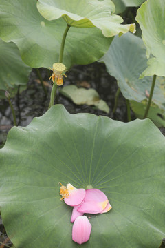 高清荷花摄影