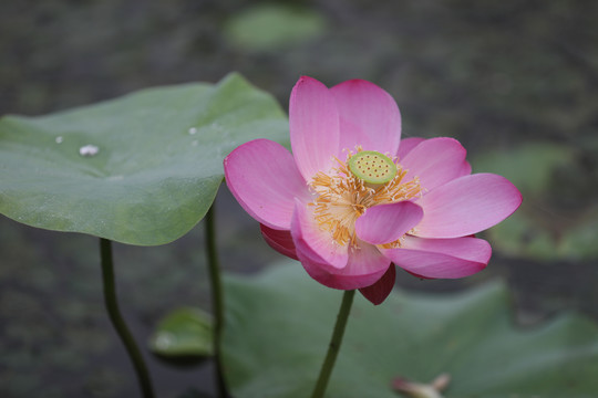 高清荷花摄影