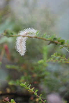 狗尾草