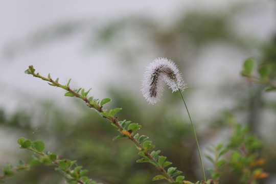 狗尾草