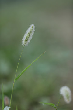 狗尾草