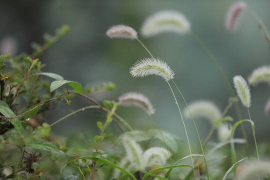 狗尾草