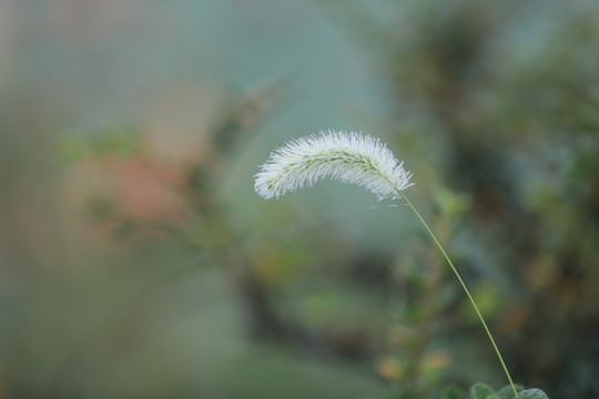 狗尾草