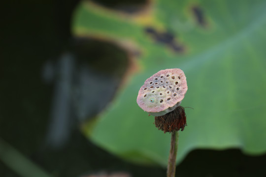 高清莲蓬摄影