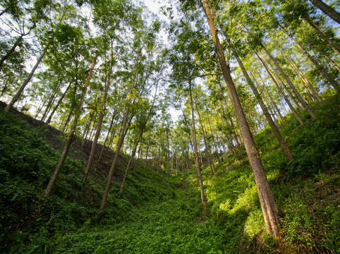 速丰桉树林