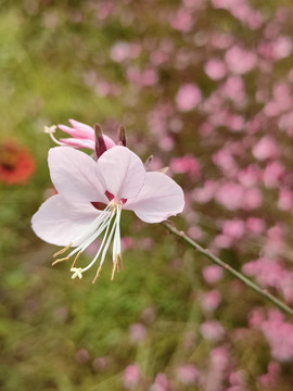 山桃花