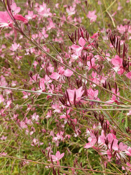 山桃花