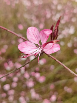 山桃花