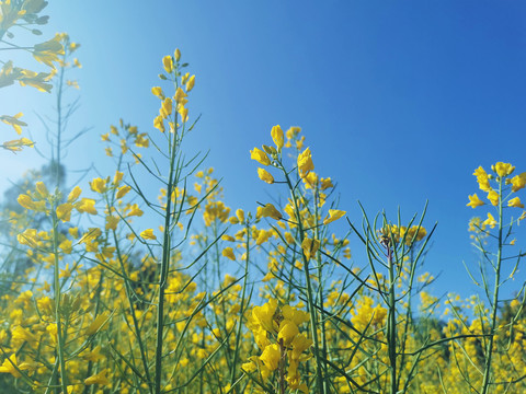 金灿灿的油菜花