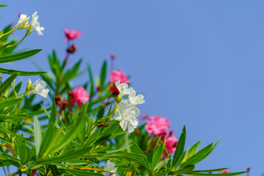 白花夹竹桃