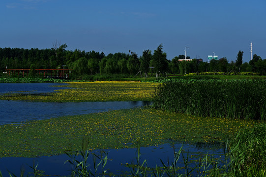 南溪湿地公园