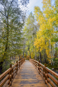 新疆阿勒泰桦木公园秋天的步道