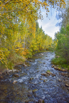 新疆阿勒泰桦木公园秋天的溪流