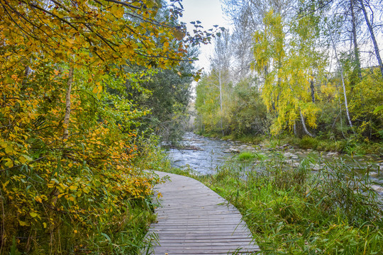 新疆阿勒泰桦林公园秋天的步道