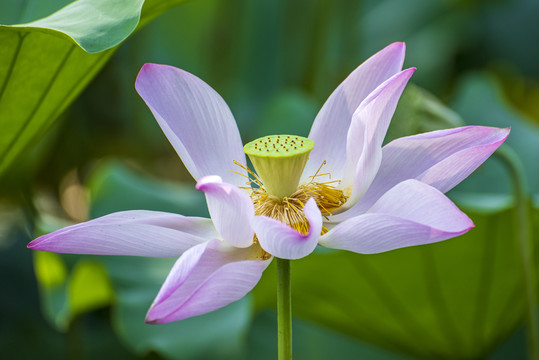 粉红荷花