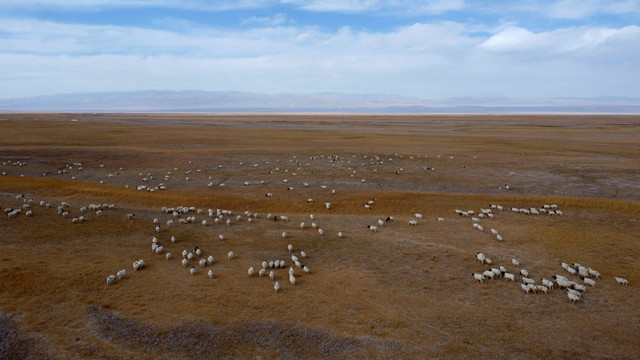 青藏高原羊群牧场