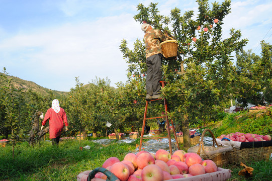 农民摘苹果