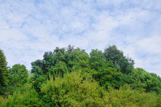 天空与绿树