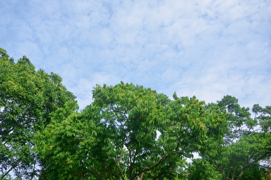 天空与绿树