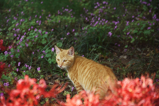 孤独的猫