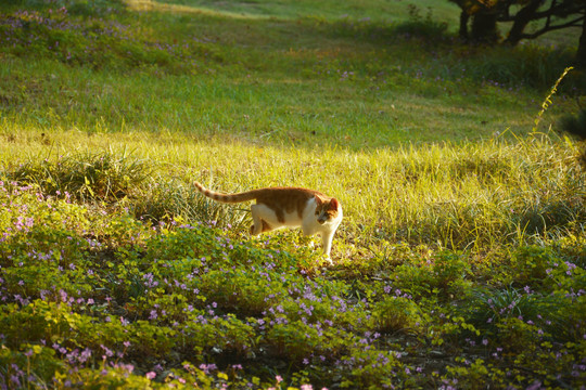阳光草地与流浪猫