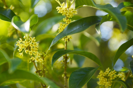 桂花开