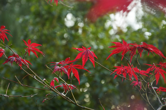 红叶树枝