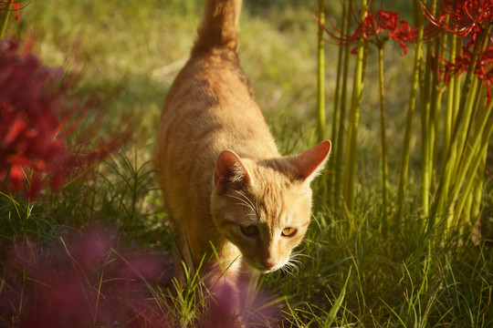 小橘猫