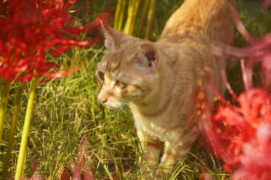 花间小橘猫