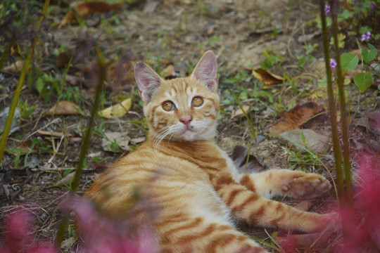 躺着的橘猫