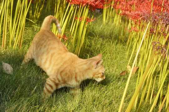 花丛里的猫咪