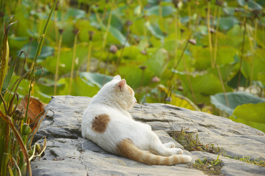 石头上休息的猫