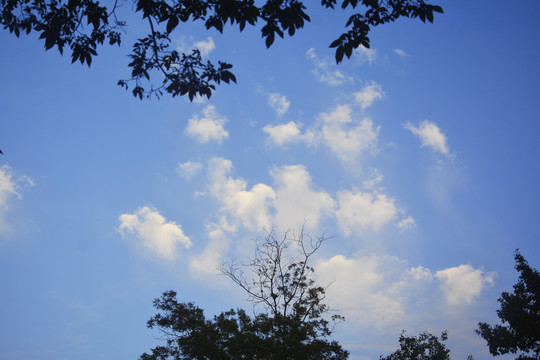 树枝与天空美景