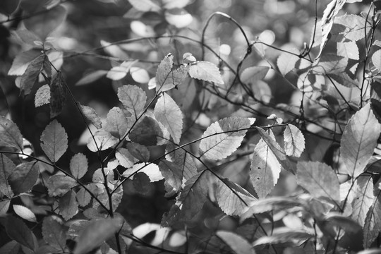 黑白树叶