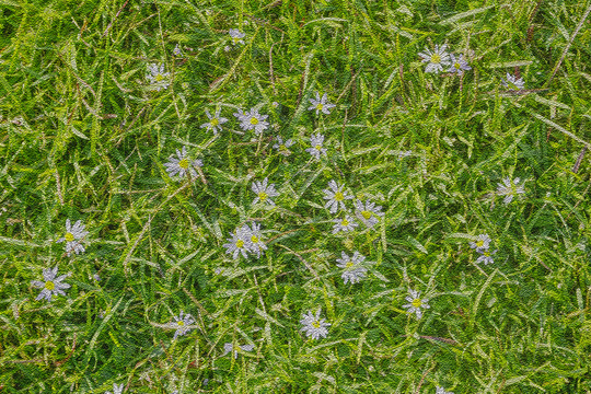 碎花纹理背景