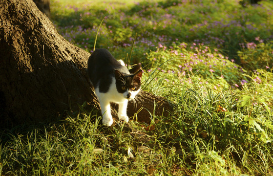 树下的流浪猫