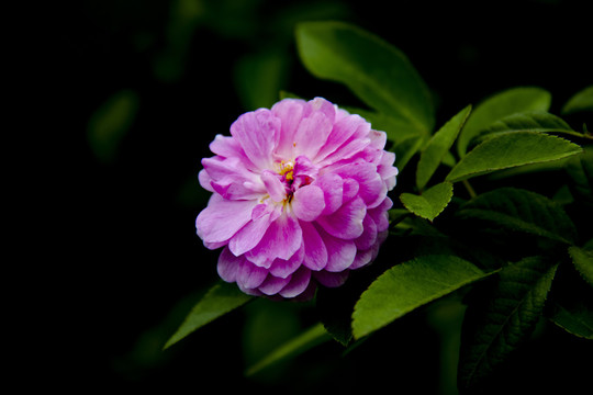 月季花