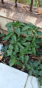 紫茉莉