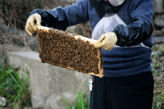 养蜂人
