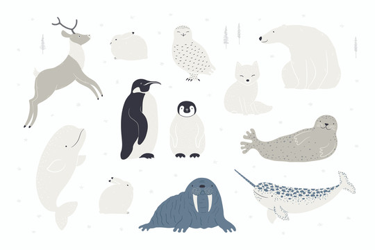 极地动物插图