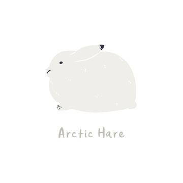 雪白北极兔插图