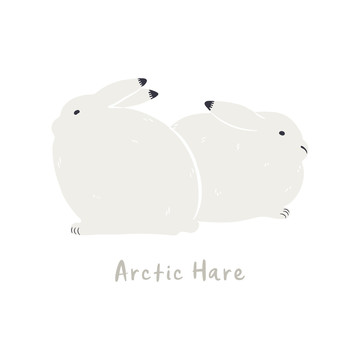 可爱北极兔插图