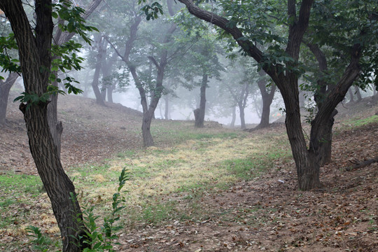 晨雾中的树林