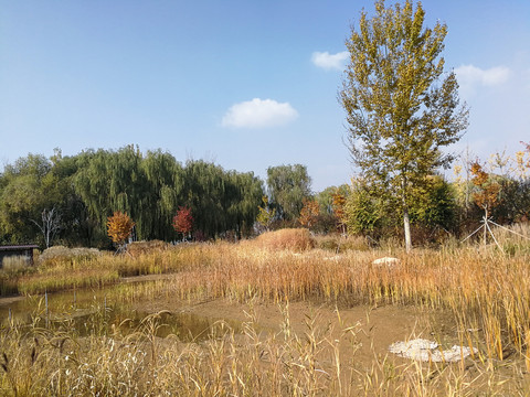 北京野鸭湖湿地公园