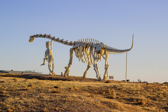 内蒙古二连浩特恐龙化石