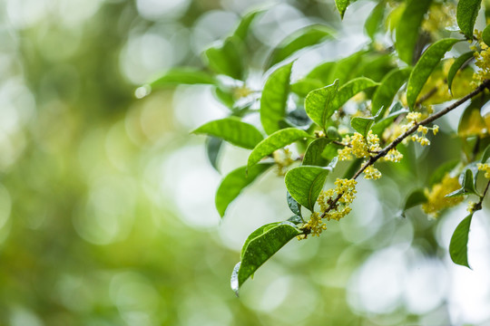 桂花露水