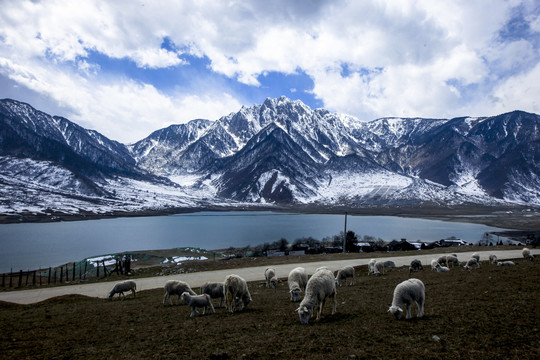 雪与羊羔