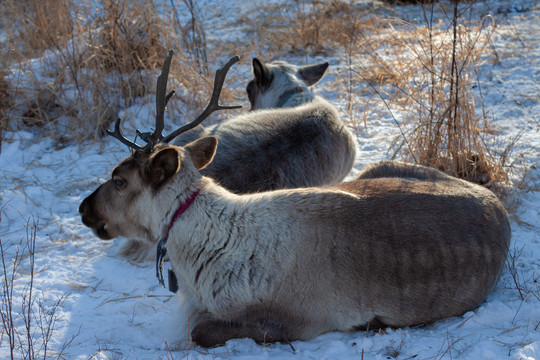 冬季雪地趴着驯鹿
